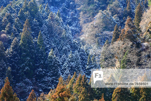 Forest in Gose  Nara Prefecture