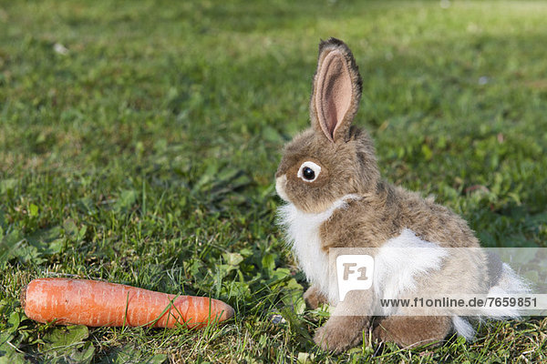 Stuffed rabbit sitting on grass with carrot