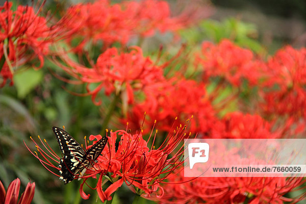 Schwalbenschwanz  Papilio machaon  Ritterstern