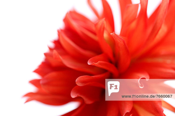 Dahlia