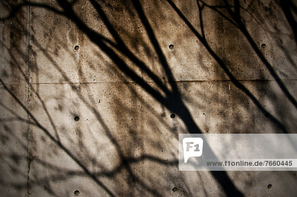 Wand  Baum  Schatten  Beton
