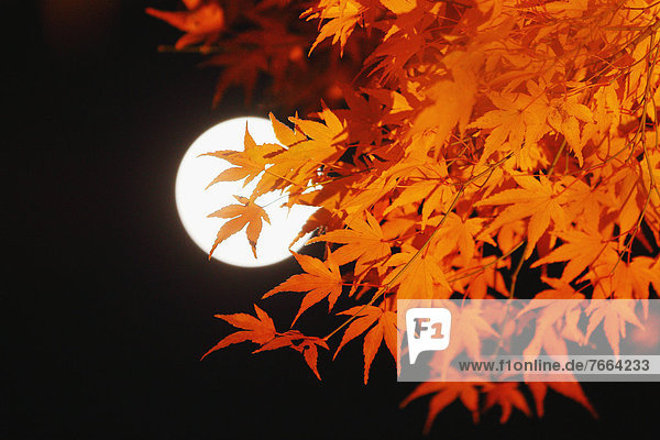 Red maple leaves and full moon