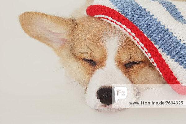 Corgi puppy sleeping and wearing a hat