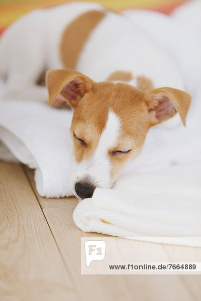 Handtuch  schlafen  Terrier  Russell