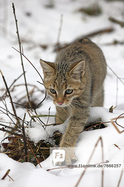 Wildkatze (Felis silvestris)  junger Kater im Schnee