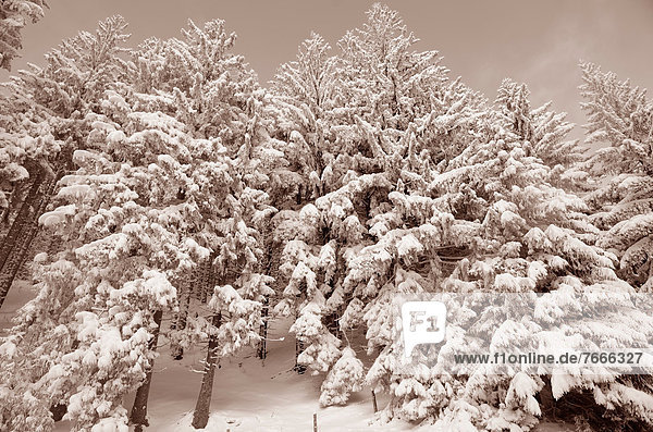 Schneebedeckte Fichten (Picea abies)