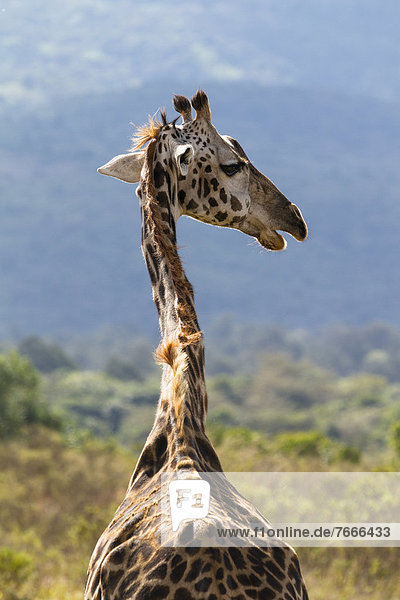 Massaigiraffe (Giraffa camelopardalis)