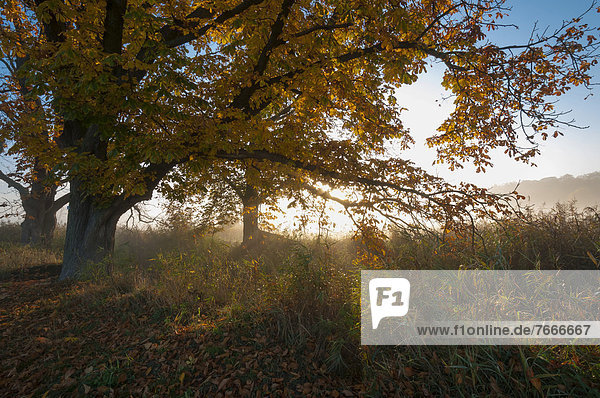 Morgendlicher Nebel über den Wiesen  Herbststimmung im Naturschutzgebiet Mönchbruch  Hessen Deutschland  Europa