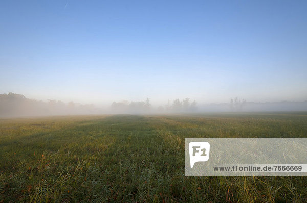 Morning mist over the fields  autumn mood in Moenchbruch Nature Reserve  Hesse  Germany  Europe