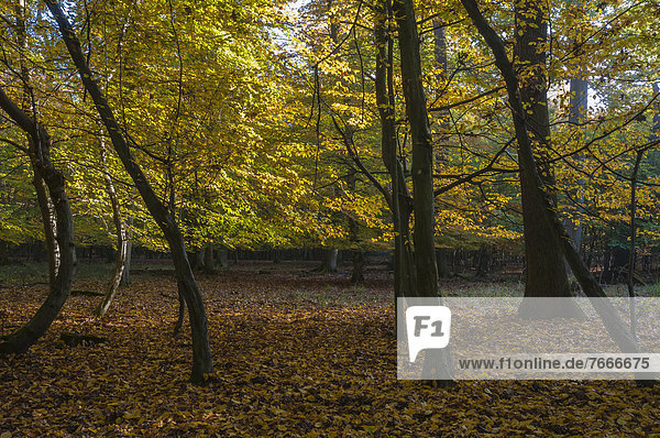 Herbstwald  Naturschutzgebiet Mönchbruch  Hessen  Deutschland  Europa