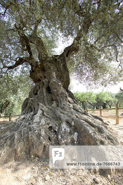 Lo Parrot  der älteste Olivenbaum (Olea europaea) von Katalonien  2000 Jahre  Horta de Sant Joan  Naturpark Els Ports  Katalonien  Spanien  Europa