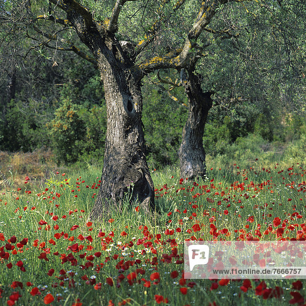 Olivenbaum (Olea europaea) und Mohnblumen (Papaver sp.) Katalonien Spanien Europa