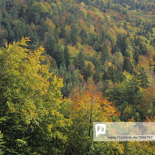 Tatra-Wald im Herbst  Tschechische Republik  Europa
