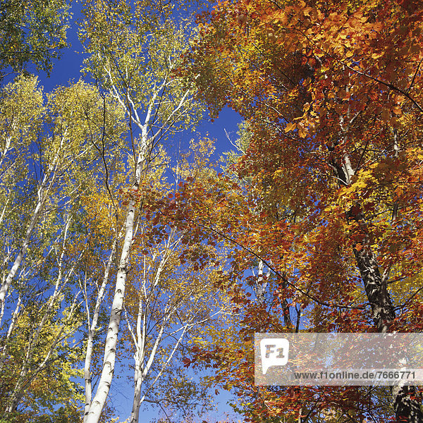 Bäume mit Herbstfärbung  New England  USA