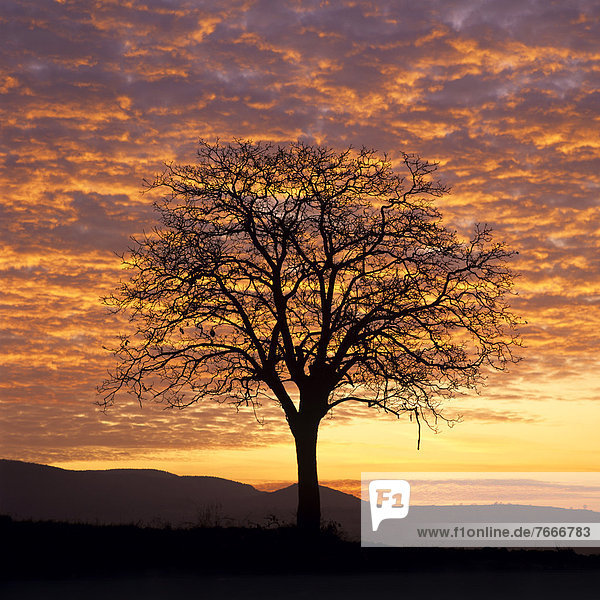 Einsamer Baum vor Sonnenuntergang  Auvergne  Frankreich  Europa
