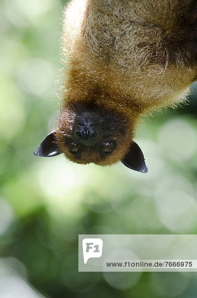 Large Flying Fox  Greater Flying Fox  Kalong or Kalang (Pteropus vampyrus)  native to South East Asia