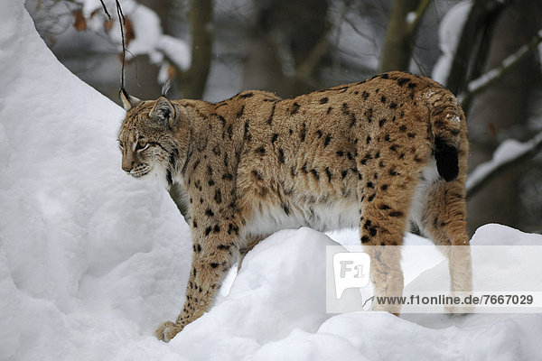 Luchs (Lynx lynx)  steht im Schnee  Tierfreigelände