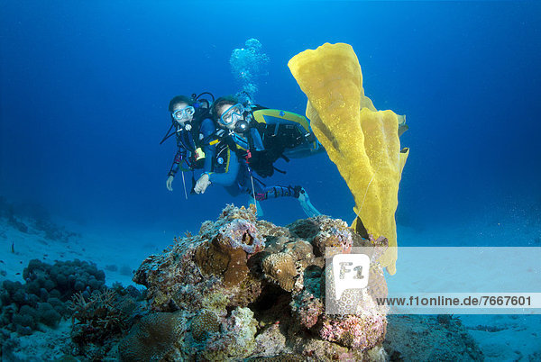Divers at a coral reef  Mimaropa  Mulaong  South China Sea  Philippines  Asia