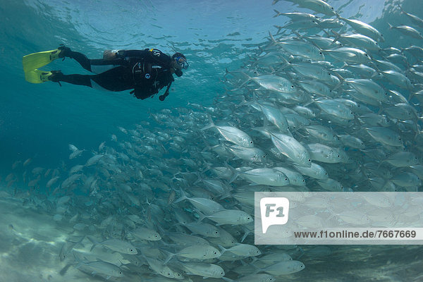 Taucher schwimmen Philippinen Lagune Fischschwarm