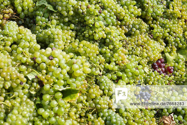 Weiße Trauen  Weinernte  Weinberge am Plattensee  Balaton  Ungarn  Europa
