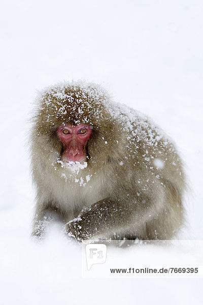 Rotgesichtsmakake oder Schneeaffe (Macaca fuscata)  sitzt im Schnee