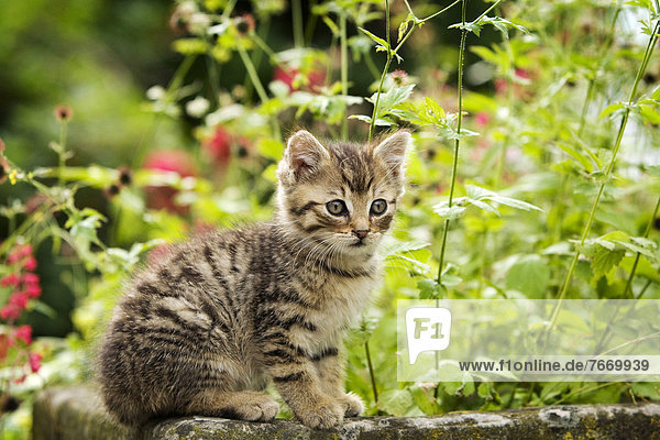 Brown-tabby kitten sitting on the edge of a stone trough  surrounded by flowers