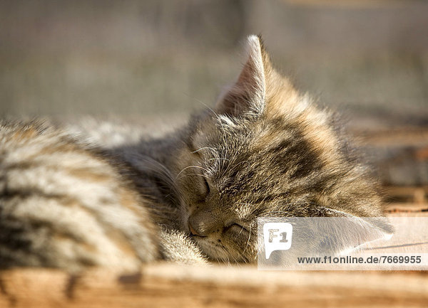 Brown-tabby kitten  farm cat  lying on a wood pile  asleep