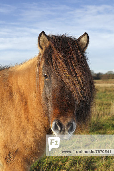 Islandpony  Island-Pony  Islandpferd  Isländer
