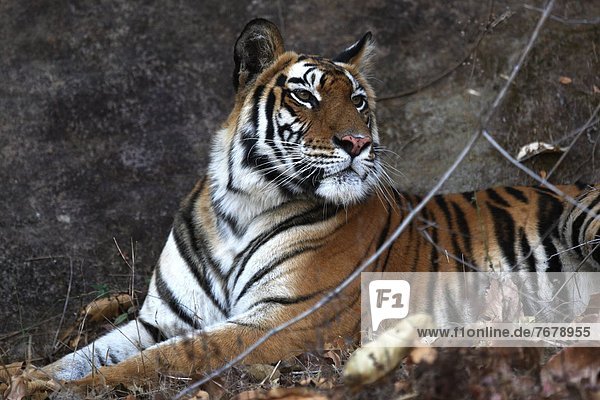 Königstiger  Panthera tigris tigris  Indien  Madhya Pradesh