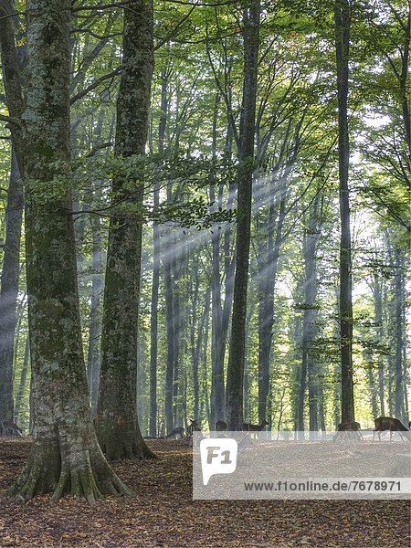 Laubwald  Naturschutzgebiet  Buche  Buchen  Apulien  Italien