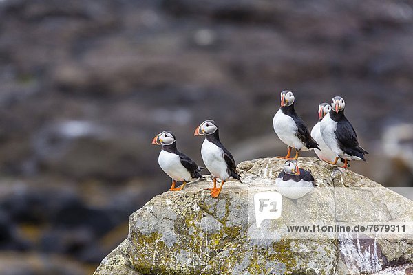 Atlantic puffins (common puffins) (Fratercula arctica) Flatey Island Iceland Polar Regions