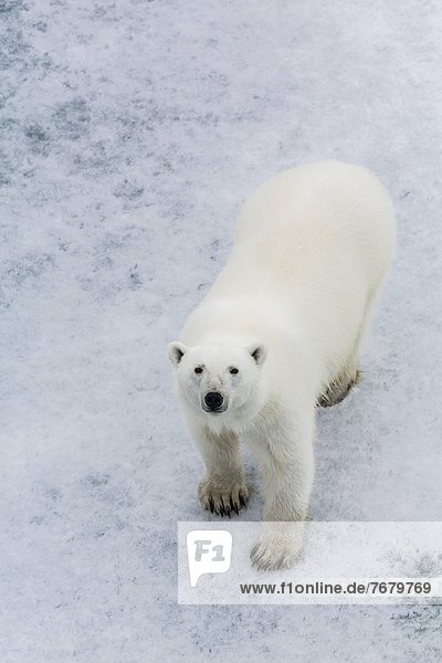 Bär  Eisbär  Ursus maritimus  Europa  Neugier  Eis  Norwegen  jung  Geräusch  Spitzbergen  Skandinavien  Svalbard