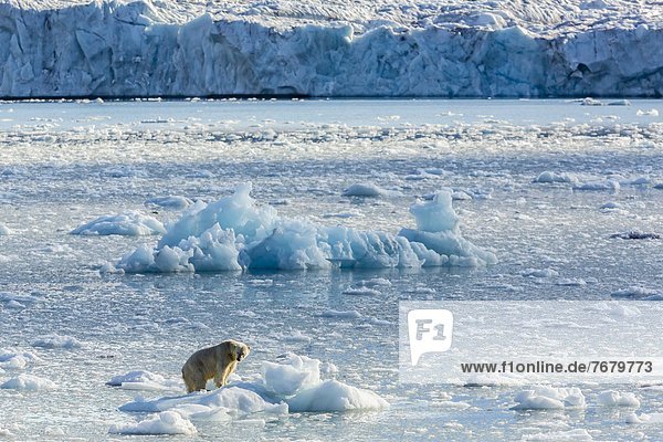 Eisbär  Ursus maritimus  Europa  Eis  Norwegen  Spitzbergen  Erwachsener  Bucht  Gans  Skandinavien  Svalbard