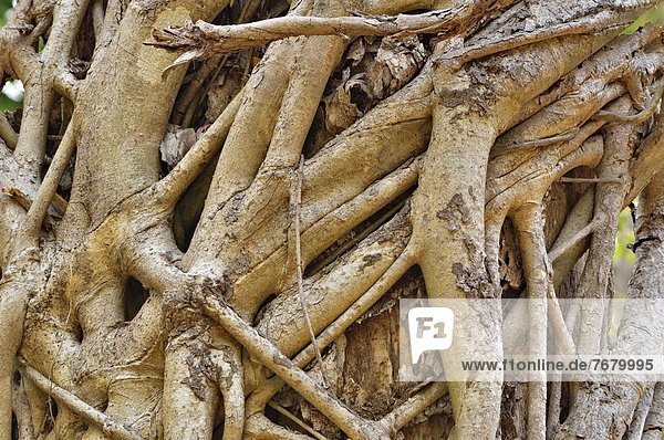 India  Uttarakhand state  Corbett National Park  strangler fig detail                                                                                                                                   