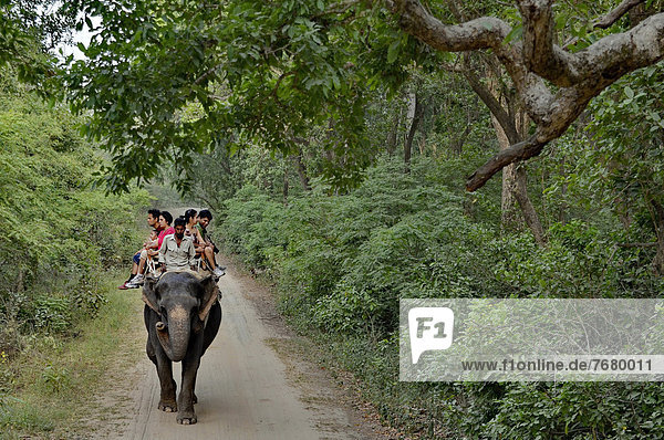 India  Uttarakhand state  Corbett National Park  elephant ride in the forest                                                                                                                            