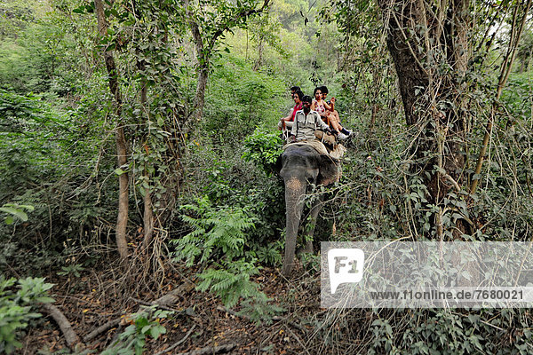 fahren  Wald  Elefant  Indien  mitfahren
