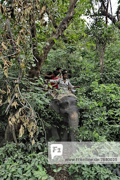 India  Uttarakhand state  Corbett National Park  elephant ride in the forest                                                                                                                            