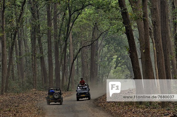 India  Uttarakhand state  Corbett National Park  off road vehicle ride in the forest                                                                                                                    