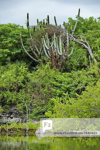 Dominican Republic  national Park de Jaragua  lush desert with vegetation                                                                                                                               