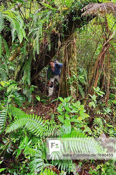 Dominican Republic  National Park Sierra de Barohuco  cloud forest                                                                                                                                      