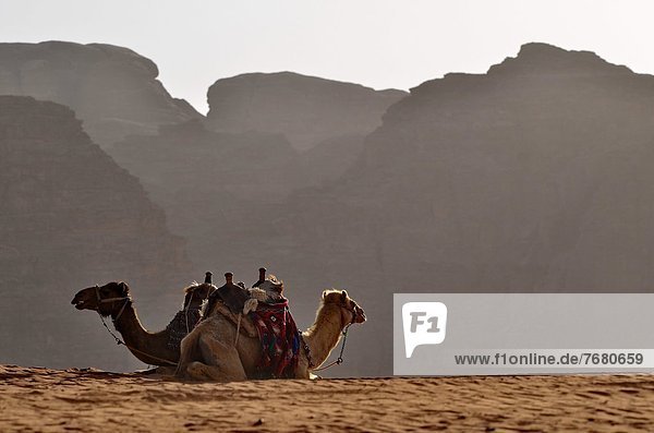 Jordan  wadi Rum reserve  camels resting                                                                                                                                                                