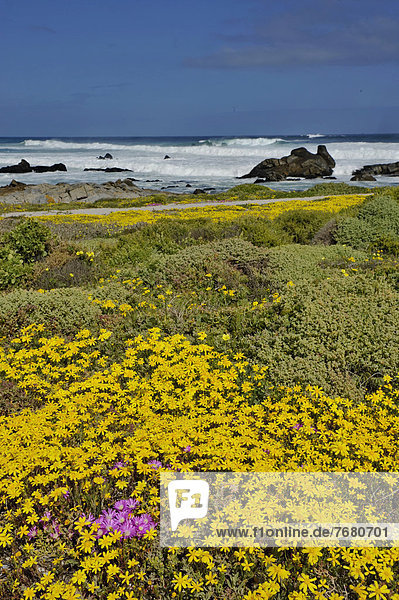 Africa  South Africa  West Coast national park  flower fields                                                                                                                                           