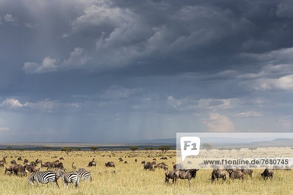 Common wildebeest (blue wildebeest) (gnu) (Connochaetes taurinus) on migration  Masai Mara National Reserve  Kenya  East Africa  Africa