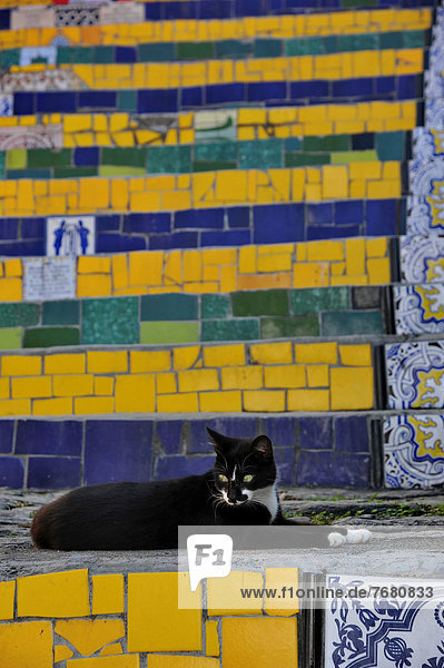 Brazil  Rio de Janeiro  cat on Santa Teresa stairs  Escadaria Selarón                                                                                                                                   