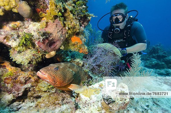 Diver enjoys watching a grouper hiding in the coral heads in Turks and Caicos  West Indies  Caribbean  Central America