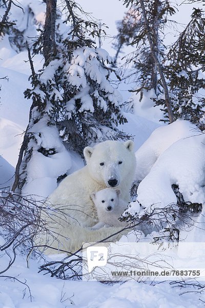 Eisbär  Ursus maritimus  Nordamerika  Jungtier  Kanada  Hudson Bay  Manitoba  Wapusk National Park