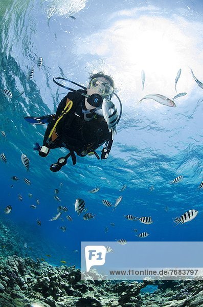 One scuba diver diving in shallow water  surrounded by fish  Ras Mohammed National Park  Red Sea  Egypt  North Africa  Africa