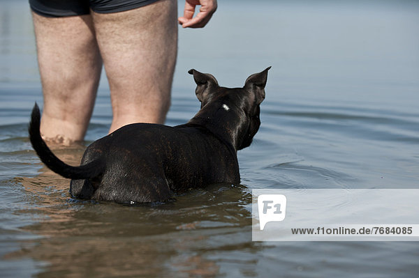Old English Staffordshire Bull Terrier steht mit einem Mann im Wasser