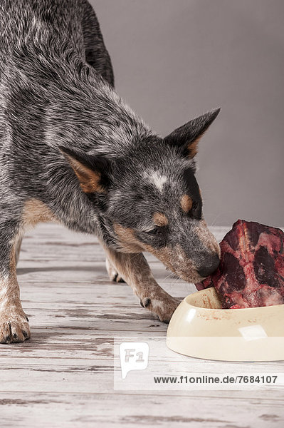 Australian Cattledog  Junghund frisst rohes Rehfleisch  Barfen