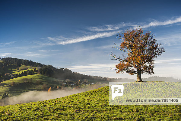 Herbstlich verfärbte Eiche (Quercus) mit Nebel  nahe Freiburg im Breisgau  Schwarzwald  Baden-Württemberg  Deutschland  Europa